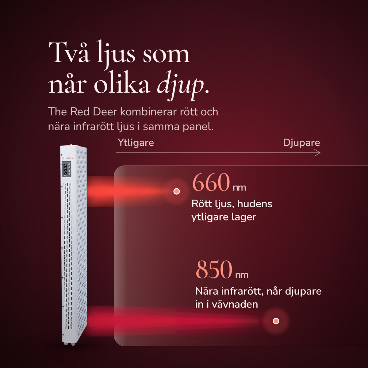 The Red Deer från sidan med två ljusstrålar in i ett genomskuret vävnadsblock. Rött ljus 660 nm stannar i hudens ytligare lager och nära infrarött ljus 850 nm når djupare in i vävnaden.